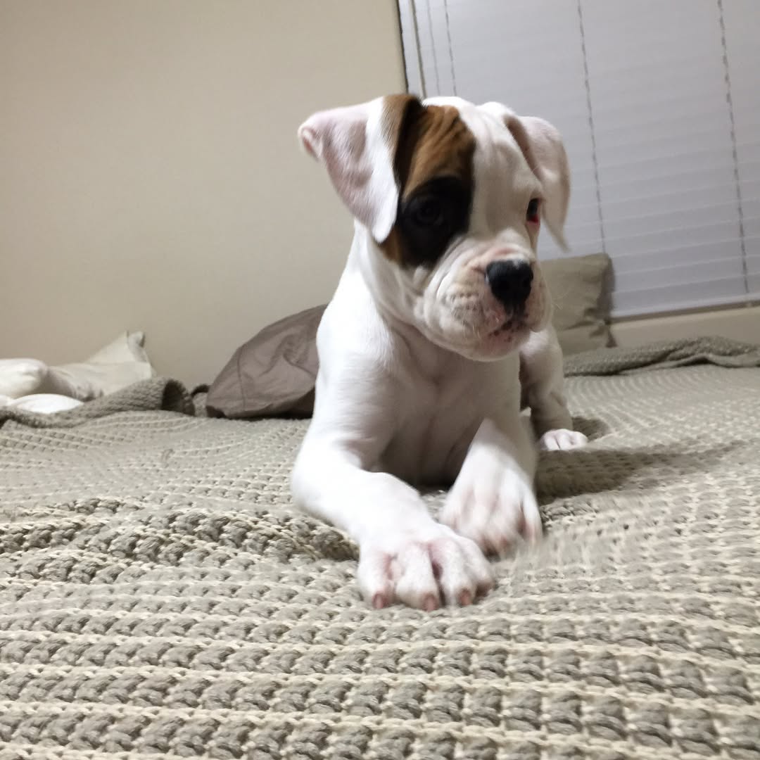 SADIE
