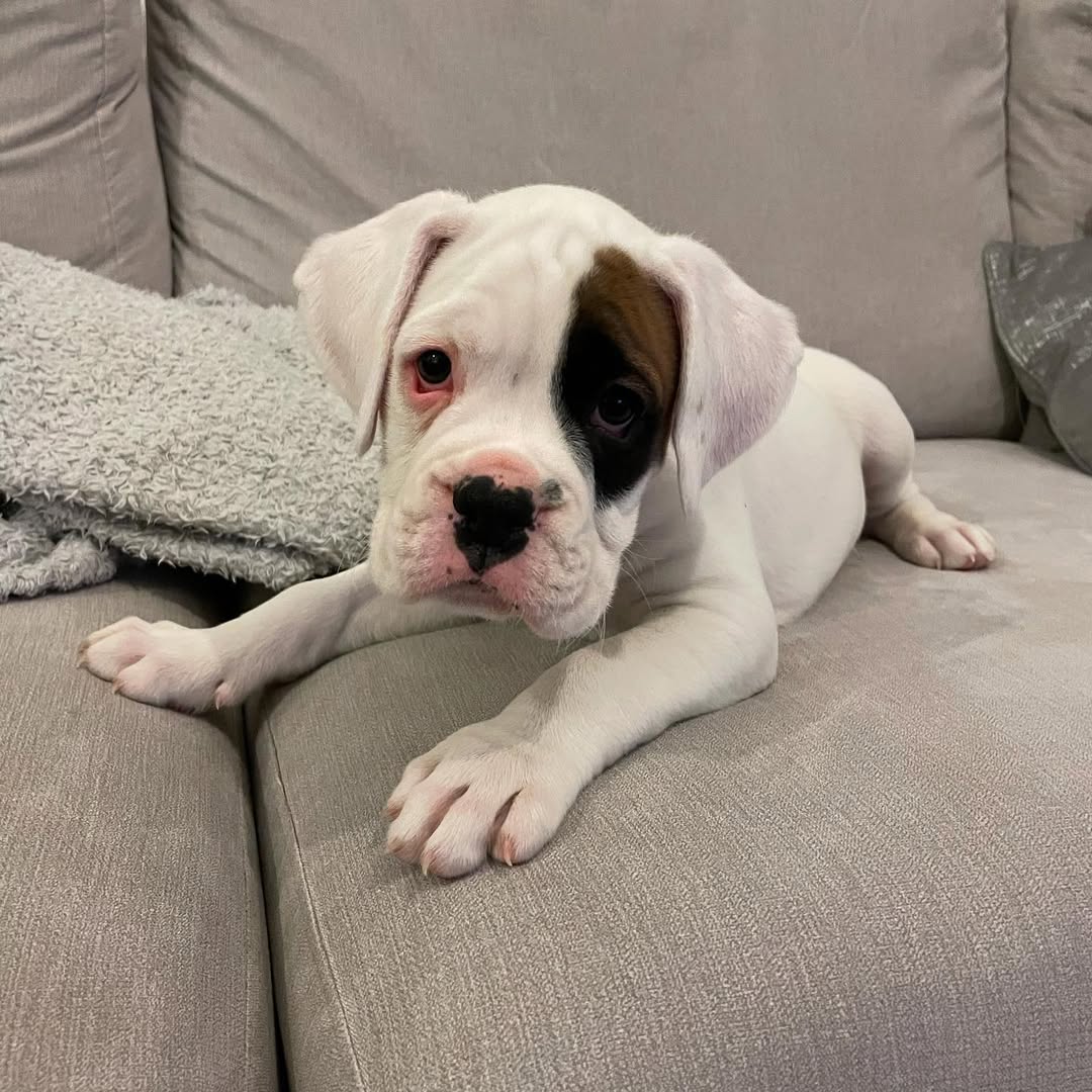 THOR