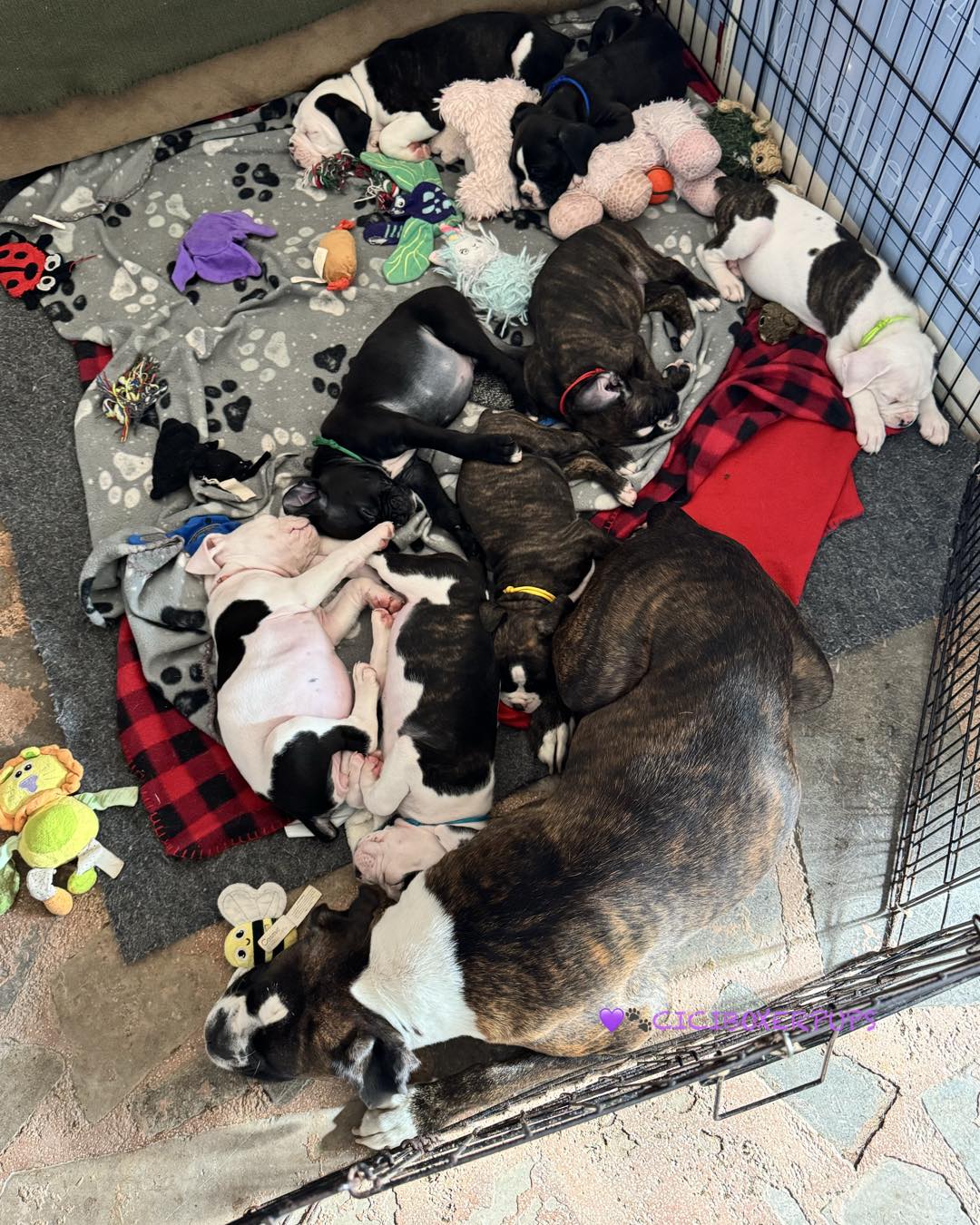 Puppies Playing