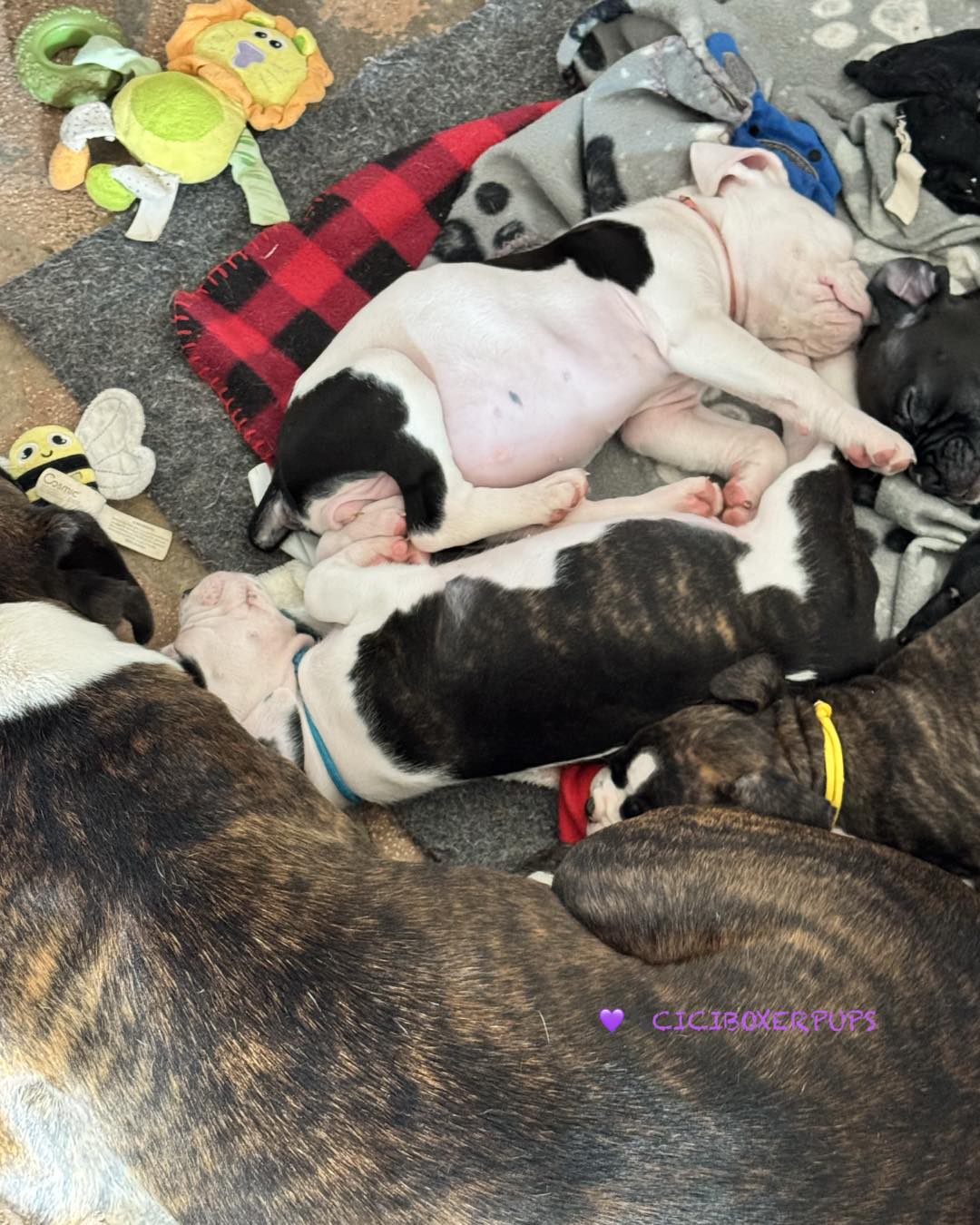 More Puppies